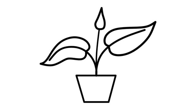 plant in a pot animation