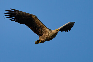 White-tailed eagle (haliaeetus albicilla)