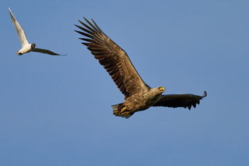 White-tailed eagle (haliaeetus albicilla)