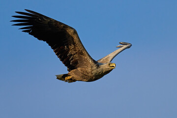 White-tailed eagle (haliaeetus albicilla)