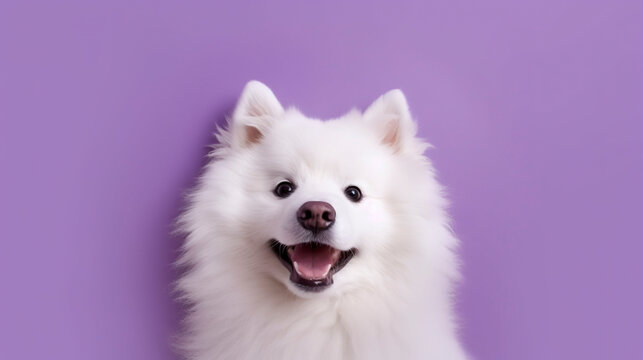 Cute samoyed puppy on a purple background. Generative AI.