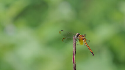 Close-up dragonfly in nature garden scene. Dragonfly eating a withered tree. Beautiful dragonfly pose, yellow-orange dragonfly against the green of the garden background.