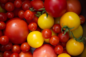 Pile of variety of shapes and sizes tomatoes