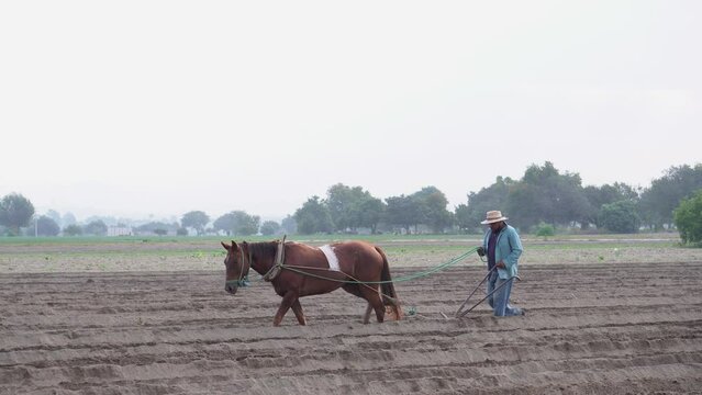 Agricultural sustainability: Mexican peasant farmer tilling the land with a horse for amaranth cultivation