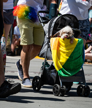 Photo of a small fluffy dog with its tongue sticking out in a stroller with a rainbow flag wrapped in it during the annual Sac Pride march in downtown.