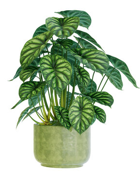 Alocasia dragon scale plant with beautiful leaves. Png transparency