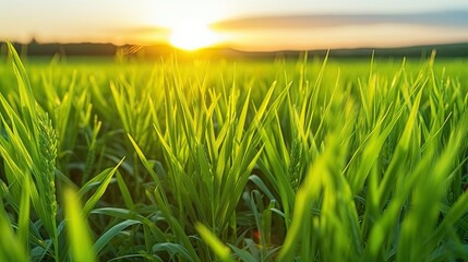Beautiful green field of young wheat in the morning at dawn in sunlight - obrazy, fototapety, plakaty