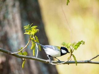 Obraz premium 春のシジュウカラ