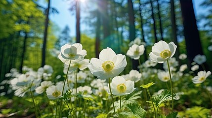 Beautiful white flowers of anemones in spring