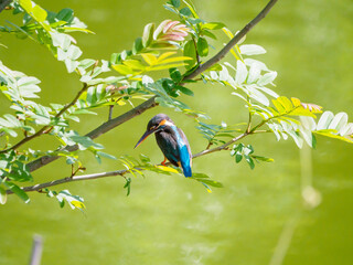 初夏のカワセミ