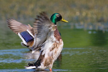 Anas Platyrhynchos, wild duck mallard male is cleaning his wings and plumage on the Bečva river in Rožnov pod Radhoštěm in sunny summer evening. Czech republic nature.