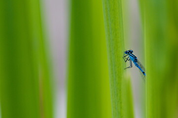 common blue damselfly (enallagma) insect is hidden behind the grass straw on the surface of the pond in czech republic nature. Partly hidden body.