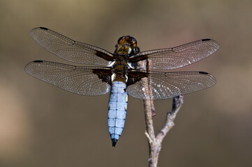 Libellula depressa dragonfly aka Broad-bodied Chaser is sitting on the stick. Isolated on blurred background. Pond in Proseč u Skutče, Czech republic.