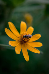 bee on yellow flower