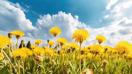 Many yellow dandelion flowers on meadow in nature
