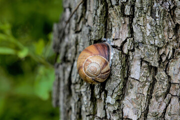 Big brown snail living on a tree in summer