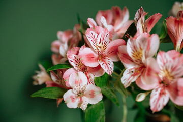 summer green desktop wallpaper. bright beautiful red-orange butterfly Lycaena dispar, sits on a green blade of grass. blurred background, contrast, warm weather. entomology and lepidopterology