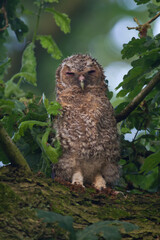 Young, fluffy Tawny Owl, wet from rain with eyes closed, sleeping in Oak