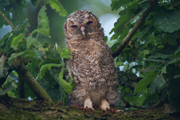 Young, fluffy Tawny Owl, wet from rain with eyes closed, sleeping in Oak