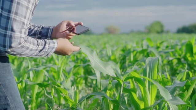 Cloes up hand young famer working in a cornfield.. inspecting using smartphone  inspecting  leaves caused by pests. Smart farming.
