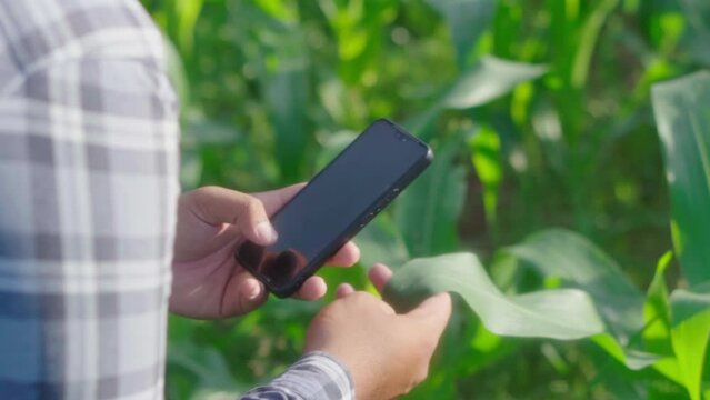 Cloes up hand young famer working in a cornfield.. inspecting using smartphone  inspecting  leaves caused by pests. Smart farming.