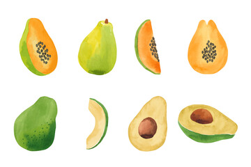 Vector watercolor illustration of papaya and avocado.