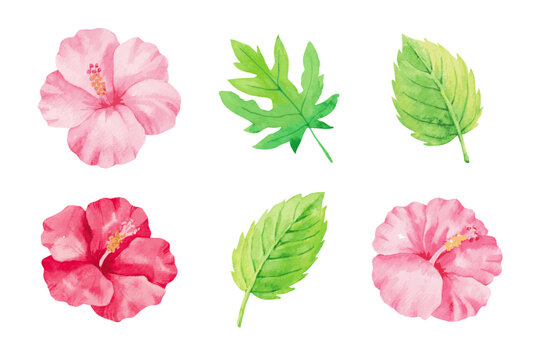 Vector watercolor illustration of hibiscus flowers and leaves.