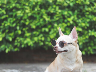 cute brown chihuahua dog wearing sunglasses sitting on  cement floor in the garden. looking curiously.