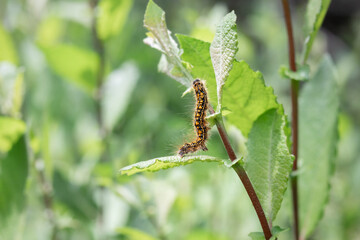 Yellow caterpillar on leaf with defocused foliage. Western tent caterpillar moth is a broadleaf tree defoliator. Selective focus. North Vancouver, BC, Canada