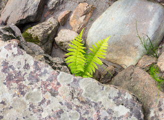 Coastal stones of the granite canyon of the mountain river, close-up.