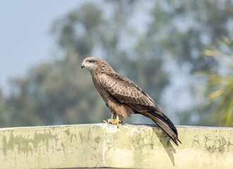 Red tailed hawk