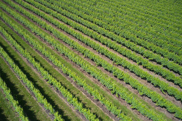 Green rows of vineyards top view. Plantation vineyard top view diagonal. Vineyards in Italy. Vineyard plantation aerial view.