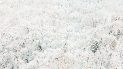 Winter forest frozen white