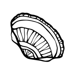 Seashell drawing ink line hand drawn design element vector illustration on white background