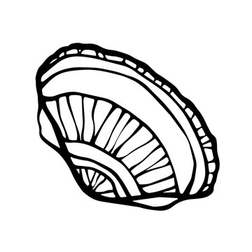 recommend clip art: Seashell drawing ink line hand drawn design element vector illustration on white background