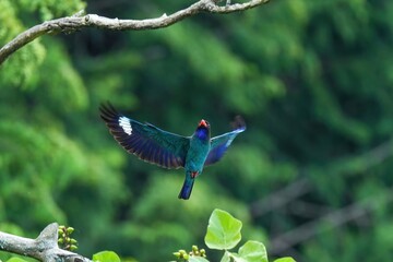 グリーンバックに優雅に飛ぶブッポウソウ成鳥