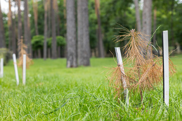 Small dry seedlings of pine trees in the park. Forest planting concept. Arid climate and problems...