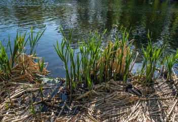 Green plants on the lake shore on a summer day.