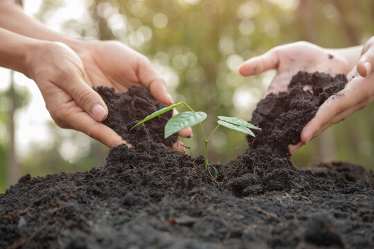 hands holding plant with soil.World environment day and sustainable environment concept. Woman hands planting seedlings on the ground . ecology. Teamwork protecting and reduce global warming earth.