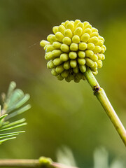 Xylia xylocarpa close up 