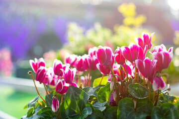 Blooming Cyclamen flowers in the garden with blurred background