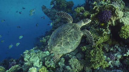 Obraz na płótnie Canvas Top view of Hawksbill Sea Turtle or Bissa (Eretmochelys imbricata) swims above coral reef with colorful tropical fish swimming around it, Red sea, Egypt