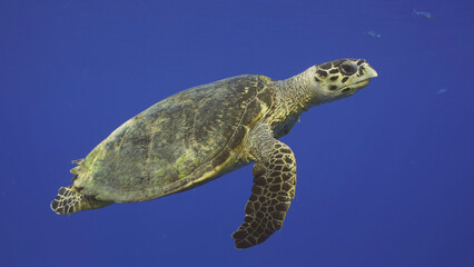  Hawksbill Sea Turtle or Bissa (Eretmochelys imbricata) swims up in the blue Ocean, Red sea, Egypt