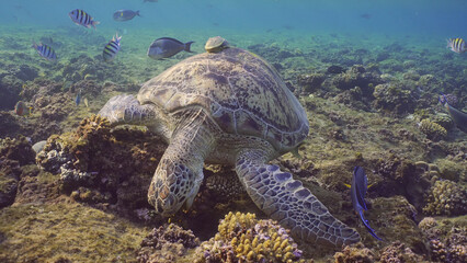 Front side of Great Green Sea Turtle (Chelonia mydas) eating brown algae on top of coral reef in shallow water, Red sea, Egypt
