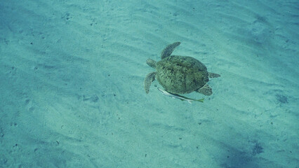 Obraz premium Top view of Great Green Sea Turtle (Chelonia mydas) floating in the deep ocean over sand seabed, Wide-angle shot, Red sea, Egypt