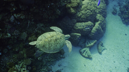 Top view of Great Green Sea Turtle (Chelonia mydas) swimming next to a coral reef, Red sea, Egypt