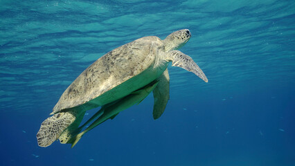 Great Green Sea Turtle (Chelonia mydas)  swimming up in the blue ocean, Reda sea, Egypt