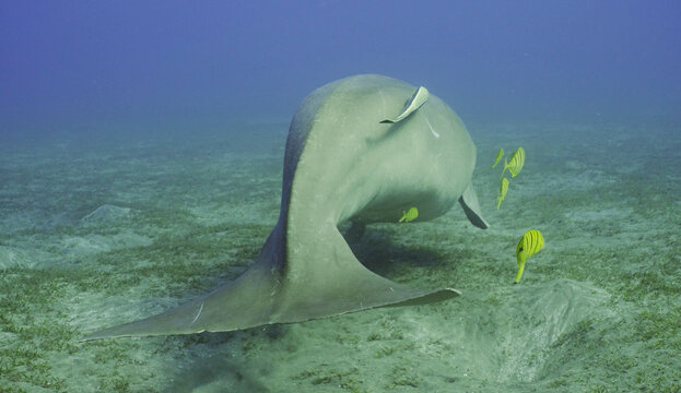 Dugong floats away. Sea Cow or Dugong (Dugong dugon) with Remorafish on her stomach and school of Golden Trevally fish (Gnathanodon speciosus) swims away into the distance, Back view, Red sea, Egypt