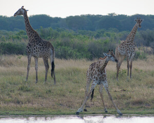 Cute Giraffe drinking water at a pond in Hwange National Park, Zimbabwe