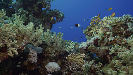 Beautiful coral reef in rays of the morning. Colorful tropical fish swims near soft and hard corasat sunrise. Life on coral reef under sun rays at dawn, Red sea, Egypt